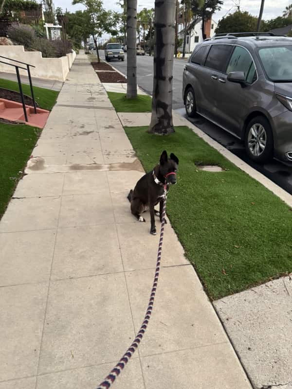 A picture of a black dog named Bowie sitting, taken on October 15 2025 at 6:41 am